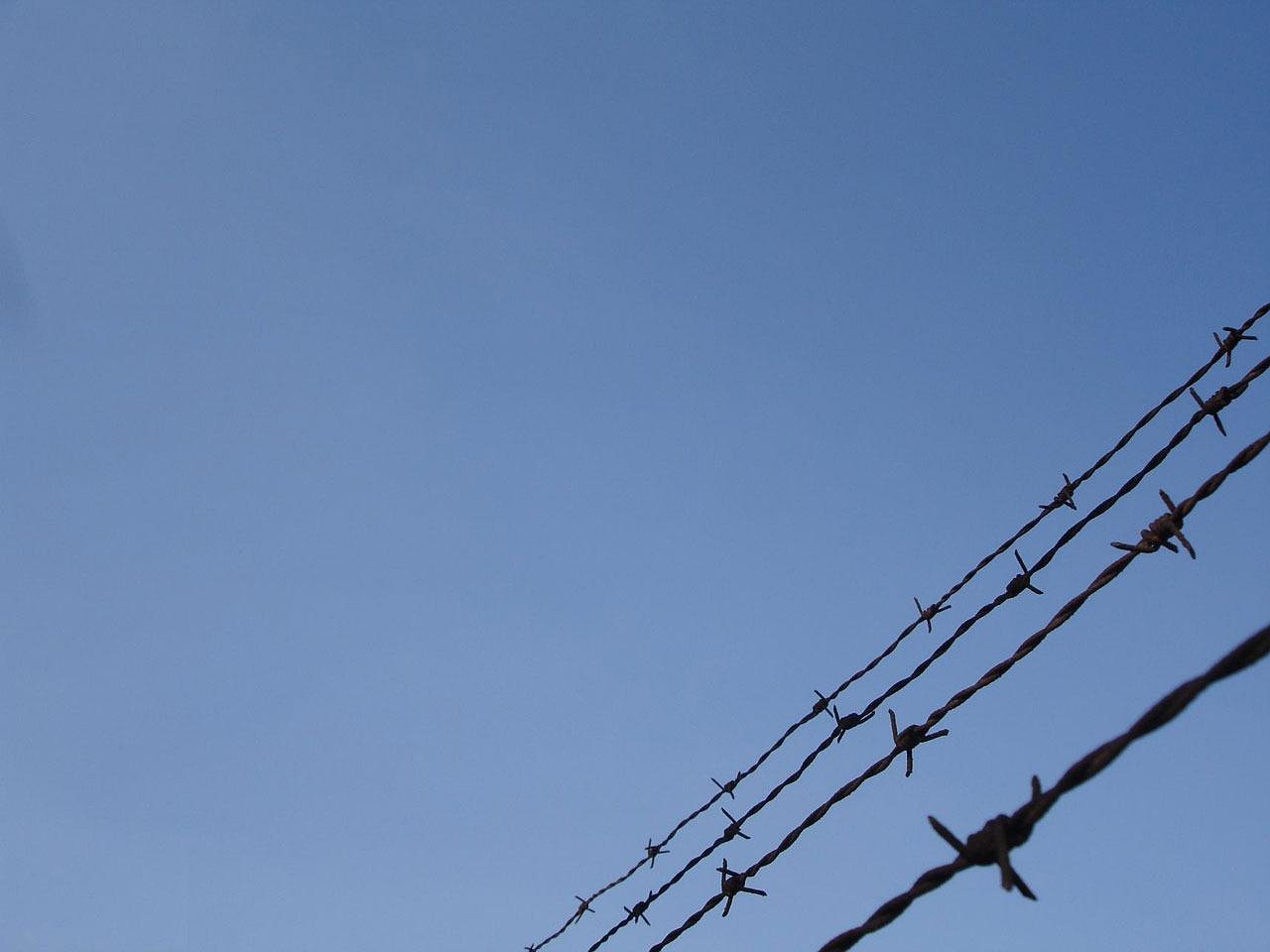 铁塔猫日月双爆珠（细）：网校app客户端详情下载教程